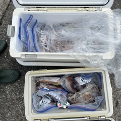 8月 4日（木） スルメイカ釣りの写真その7