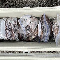 8月 4日（木） スルメイカ釣りの写真その10