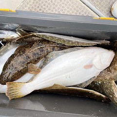 11月 15日（火） 10時出船・ヒラメ釣りの写真その7