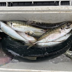 5月 18日（木）午後便・アジ釣りの写真その6