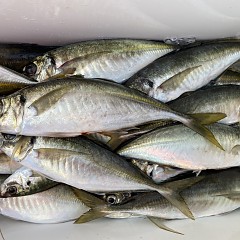 5月 21日（日）午前、午後・アジ釣りの写真その5