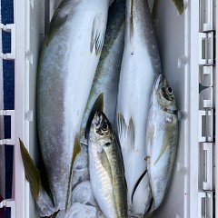 5月 23日（火） 午後便・アジ釣りの写真その5