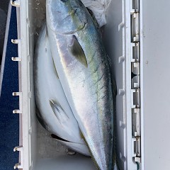 5月 23日（火） 午後便・アジ釣りの写真その7