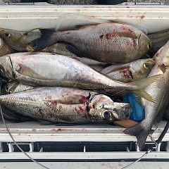 6月25日（日）午前・午後便・イサキ・アジ釣りの写真その6