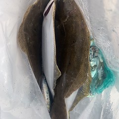 11月 13日（月）午前便・ヒラメ釣りの写真その7