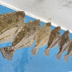 1月3日（水）泳がせ釣りの写真その1