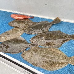 1月3日（水）泳がせ釣りの写真その2