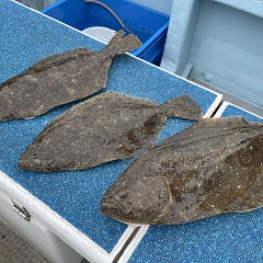 1月3日（水）泳がせ釣りの写真その5