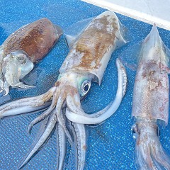 1月3日（水）泳がせ釣りの写真その6