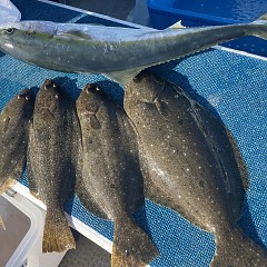 1月 5日（金）7時出船・泳がせ釣りの写真その8