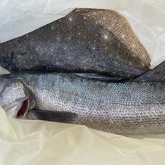 1月 6日（土）泳がせ釣りの写真その8