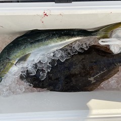 1月 6日（土）泳がせ釣りの写真その9