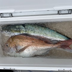1月 6日（土）泳がせ釣りの写真その10