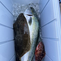 1月 7日（日）泳がせ釣りの写真その10