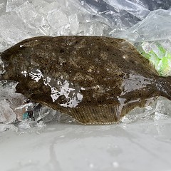 4月 6日（土）午前便・泳がせ釣りの写真その5