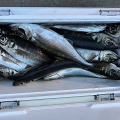 4月 6日（土）午後便・アジ釣りの写真その8