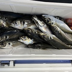 4月 6日（土）午後便・アジ釣りの写真その10