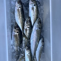 4月 10日（水）午後便 アジ釣りの写真その11