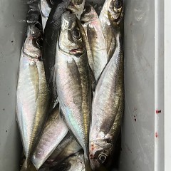 5月 15日（水）午後便・アジ釣りの写真その8