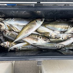 5月 15日（水）午後便・アジ釣りの写真その11