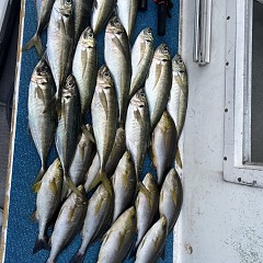 5月 26日（日）午後・アジ釣りの写真その7