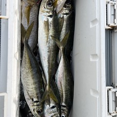 5月 26日（日）午後・アジ釣りの写真その9