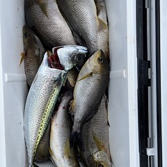 6月2日（日）午前便・イサキ釣りの写真その10