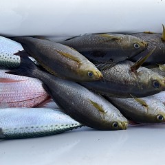 6月 4日（火）午後便・イサキ釣りの写真その12