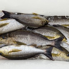 6月 6日（木）午後便・イサキ釣りの写真その10