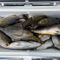 6月 8日（土）午前便・イサキ釣りの写真その6