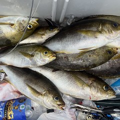 6月 8日（土）午前便・イサキ釣りの写真その7