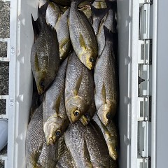 6月 13日（木）午前便・イサキ釣りの写真その6