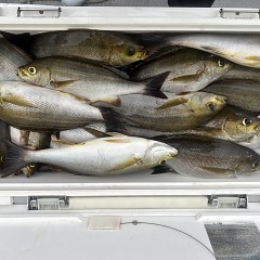 6月 15日（土）午後便・イサキ釣りの写真その7