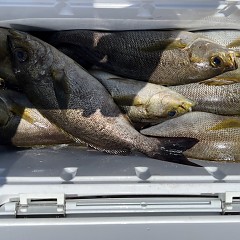 6月 16日（日）午前便・イサキ釣りの写真その11