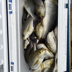 6月 20日（木） 午後便・イサキ釣りの写真その5