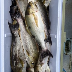 6月 24日（月）午後便・イサキ釣りの写真その11