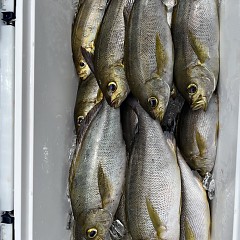 6月 25日（火）午前便・イサキ釣りの写真その10