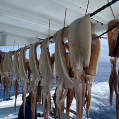 7月 26日（金）スルメイカ釣りの写真その5
