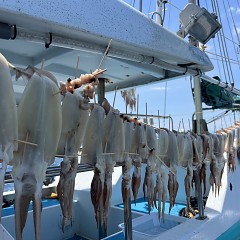 7月 28日（日）スルメイカ釣りの写真その6