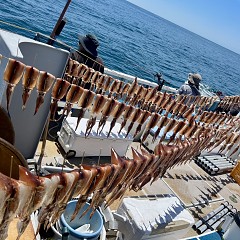 8月 1日（木）スルメイカ釣りの写真その6