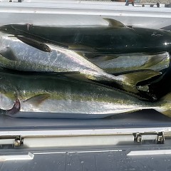 10月2日（水）午前便・タテ釣りの写真その8