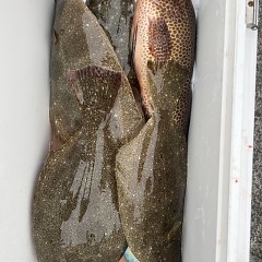 11月 2日(土)午前便・ヒラメ釣りの写真その2