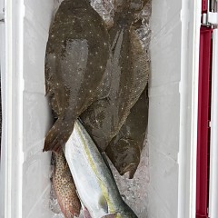 11月 2日(土)午前便・ヒラメ釣りの写真その3