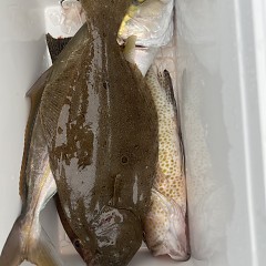 11月 2日(土)午前便・ヒラメ釣りの写真その4