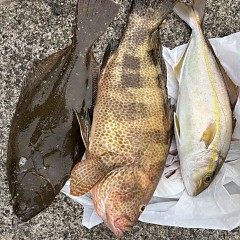 11月 2日(土)午前便・ヒラメ釣りの写真その6