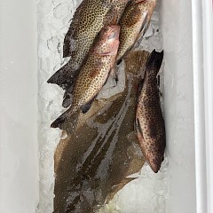 11月 2日(土)午前便・ヒラメ釣りの写真その8