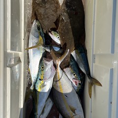 11月 3日（日）ヒラメ釣りの写真その1