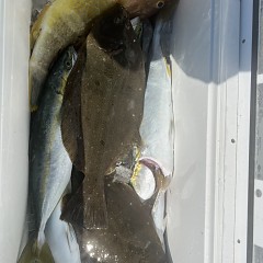 11月 3日（日）ヒラメ釣りの写真その3