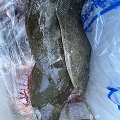 11月 3日（日）ヒラメ釣りの写真その4