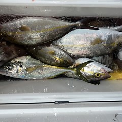 11月 3日（日）ウタセ真鯛の写真その9